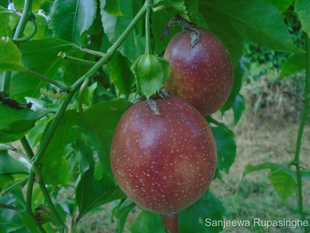 Passiflora edulis Sims